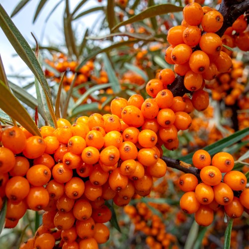 rokitnik-hippophae-rhamnoides-friesdorfer-orange-p9-zielonapara-sadzonka-duza-zdrowa-pomaranczowe-owoce