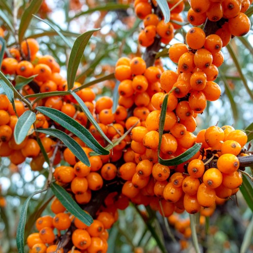 rokitnik-hippophae-rhamnoides-friesdorfer-orange-p9-zielonapara-sadzonka-duza-zdrowa-pomaranczowe-owoce