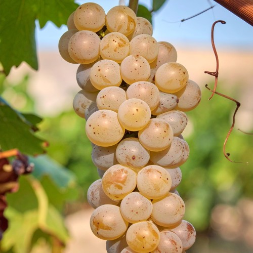 winorosl-vitis-vinifera-johanniter-zielonapara-sadzonka-duza-zdrowa-zoltozielone-owoce-odmiana-winna