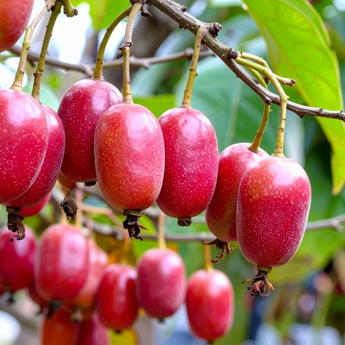 mini-kiwi-aktinidia-actinidia-arguta-kens-red-zielonapara-sadzonka-duza-zdrowa-czerwone-owoce