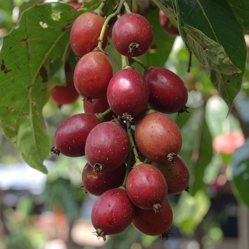 mini-kiwi-aktinidia-actinidia-arguta-kens-red-zielonapara-sadzonka-duza-zdrowa-czerwone-owoce
