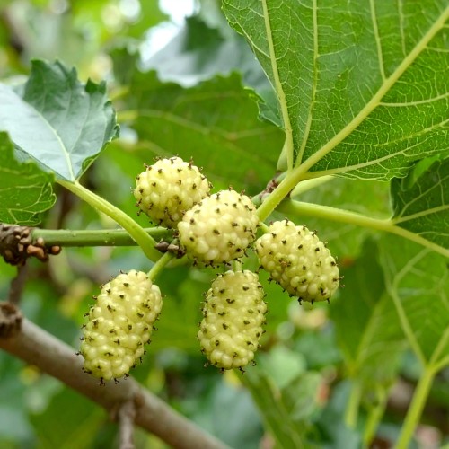 morwa-biala-morus-alba-p9-zielonapara-sadzonka-duza-zdrowa-jadalne-biale-owoce