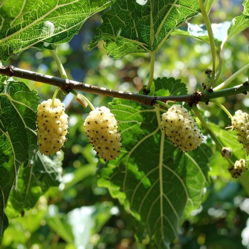 morwa-biala-morus-alba-p9-zielonapara-sadzonka-duza-zdrowa-jadalne-biale-owoce