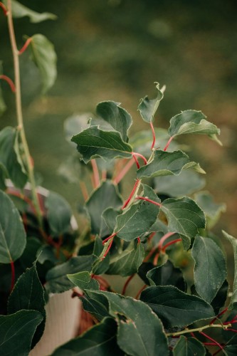 aktinidia-Mini-Kiwi-Actinidia-arguta-Mini-Kiwi-zielonapara-zielona-para-sadzonka- — kopia.jpg