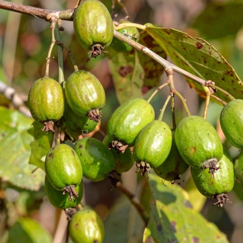 aktinidia-Mini-Kiwi-Actinidia-arguta-Mini-Kiwi-zielonapara-zielona-para-sadzonka-0727.jpg