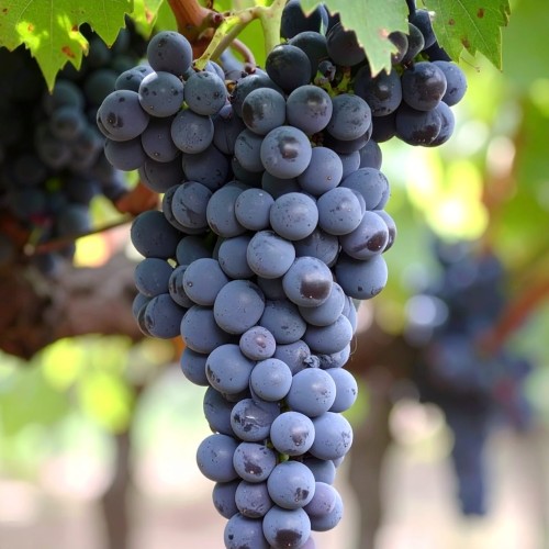winorośl-winogron-Vitis-Vitis-zielonapara-zielona-para-sadzonka-0684.jpg
