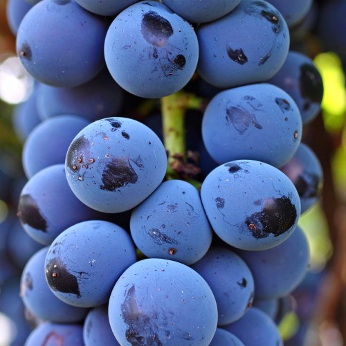 winorośl-winogron-Vitis-Vitis-zielonapara-zielona-para-sadzonka-0684.jpg