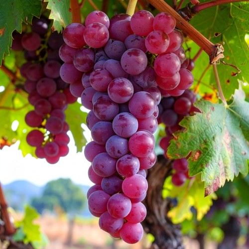 winorośl-winogron-Vitis-Vitis-zielonapara-zielona-para-sadzonka-0684.jpg