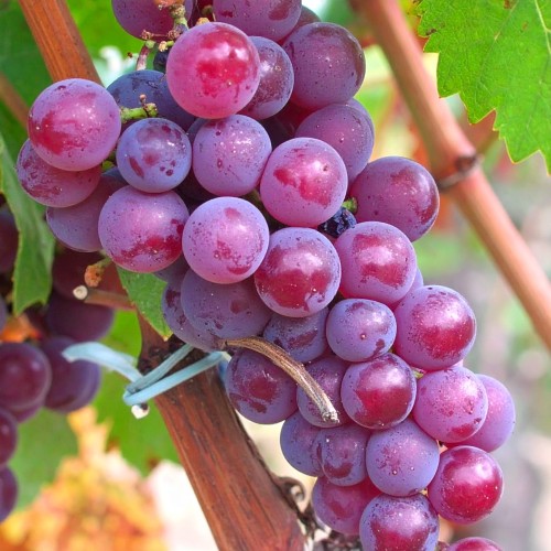winorośl-winogron-Vitis-Vitis-zielonapara-zielona-para-sadzonka-0684.jpg