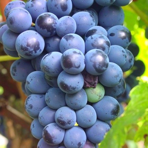 winorośl-winogron-Vitis-nero-zielonapara-zielona-para-sadzonka-0683.jpg