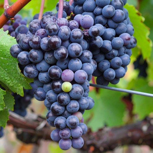 winorośl-winogron-Vitis-nero-zielonapara-zielona-para-sadzonka-0683.jpg