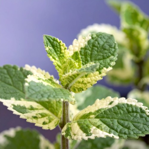 mieta-mentha-suaveolens-variegata-zielonapara-sadzonka-duza-zdrowa-pstre-liscie-aromatyczne-ziolo