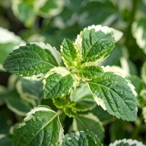 mieta-mentha-suaveolens-variegata-zielonapara-sadzonka-duza-zdrowa-pstre-liscie-aromatyczne-ziolo