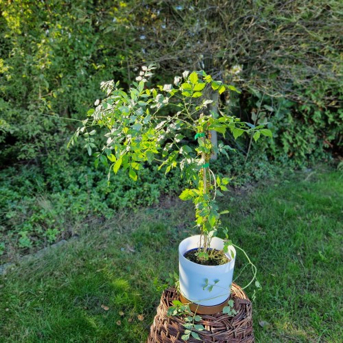 glicynia-kwiecista-wisteria-floribunda-alba-zielonapara-sadzonka-duza-zdrowa-biale-kwiaty