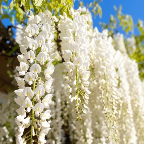 glicynia-kwiecista-wisteria-floribunda-alba-zielonapara-sadzonka-duza-zdrowa-biale-kwiaty
