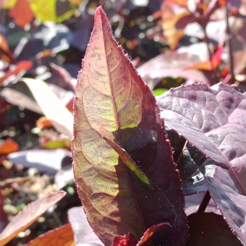 rdest-persicaria-microcephala-red-dragon-zielonapara-sadzonka-duza-zdrowa-czerwone-lisci.jpg