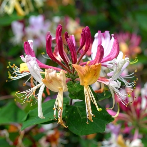 wiciokrzew-ourourea-lonicera-periclymenum-outurea-sadzonka-zielona-para