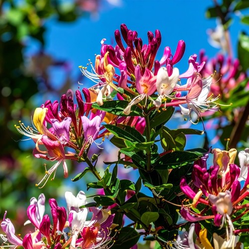 wiciokrzew-ourourea-lonicera-periclymenum-outurea-sadzonka-zielona-para