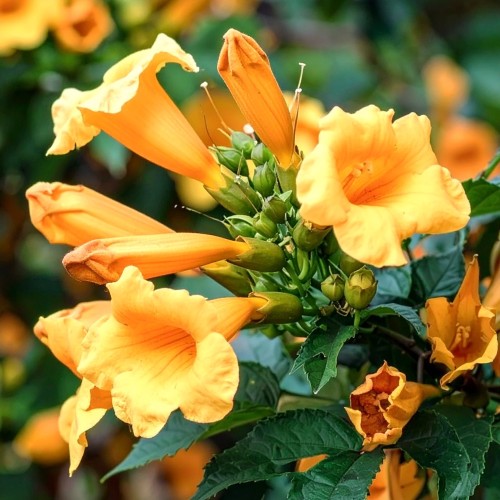 milin-amerykanski-judy-campsis-radicans-ursynow-pnacze-sadzonka-zielona-para.jpg