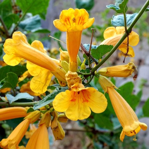 milin-amerykanski-judy-campsis-radicans-ursynow-pnacze-sadzonka-zielona-para.jpg