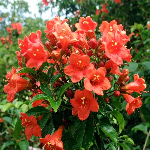 milin-amerykanski-gabor-campsis-radicans-gabor-pnacze-sadzonka-zielona-para.jpg