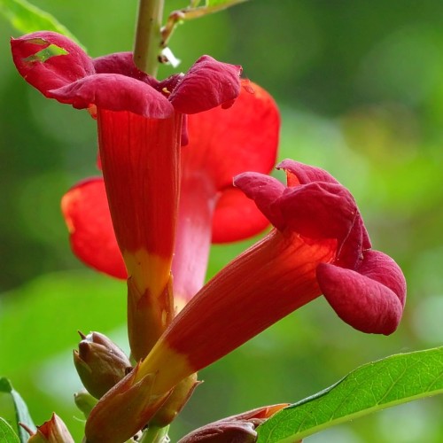 milin-amerykanski-gabor-campsis-radicans-gabor-pnacze-sadzonka-zielona-para.jpg