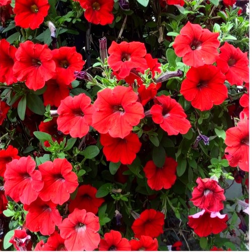 milin-amerykanski-gabor-campsis-radicans-gabor-pnacze-sadzonka-zielona-para.jpg