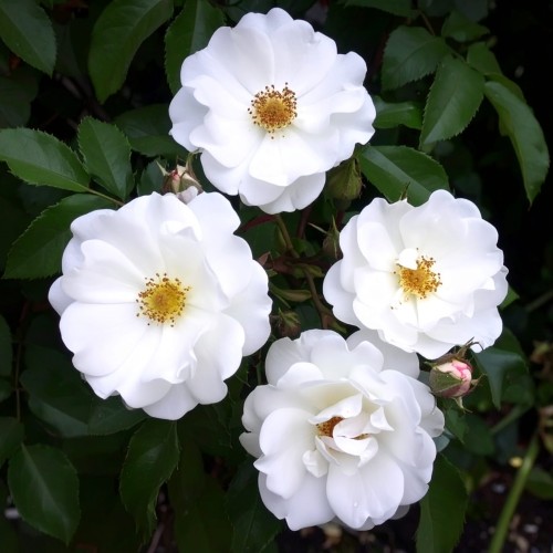 róża-pomarszczona-Rosa-rugosa-zielonapara-zielona-para-sadzonka-0329.jpg