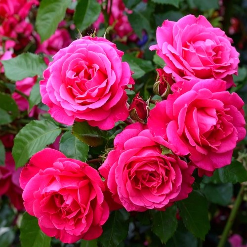 róża-orientalna-Rosa-orientalis-zielonapara-zielona-para-sadzonka-0416.jpg