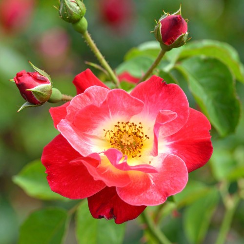 roza-okrywowa-rosa-loki-zielonapara-sadzonka-duza-zdrowa-zolte-kwiaty