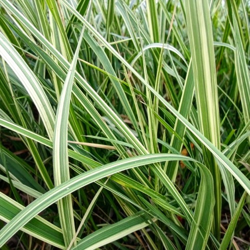 mozga-trzcinowa-phalaris-arundinacea-feesey-zielonapara-sadzonka-duza-zdrowa-jpg