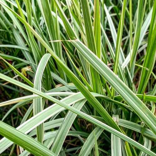 klosowka-miekka-holcus-mollis-jackdaws-cream-zielonapara-sadzonka-duza-zdrowa-pstre-kremowo-zielone-liscie