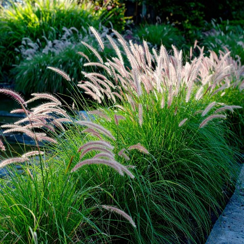 perlowka-orzesiona-melica-ciliata-zielonapara-sadzonka-duza-zdrowa-biale-wiechy-ozdobna-trawa