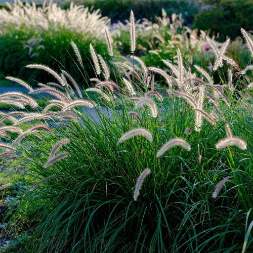 perlowka-orzesiona-melica-ciliata-zielonapara-sadzonka-duza-zdrowa-biale-wiechy-ozdobna-trawa