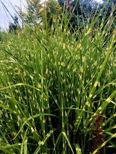 miskant-chinski-miscanthus-sinensis-zebrinus-zielonapara-sadzonka-duza-zdrowa-paskowane-liscie-ozdobna-trawa