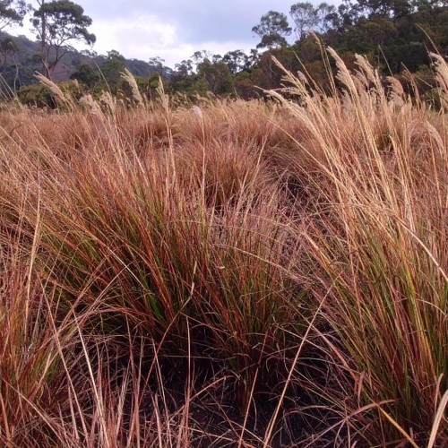 turzyca-Bronze-Form-Carex-Bronze-Form-zielonapara-zielona-para-sadzonka-0309.jpg