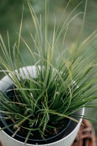 sesleria-skalna-sesleria-caerulea-zielonapara-sadzonka-duza-zdrowa-trawa-ozdobna-niebieskozielone-kepy