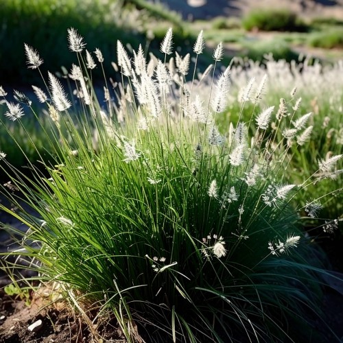 sesleria-skalna-sesleria-caerulea-zielonapara-sadzonka-duza-zdrowa-trawa-ozdobna-niebieskozielone-kepy