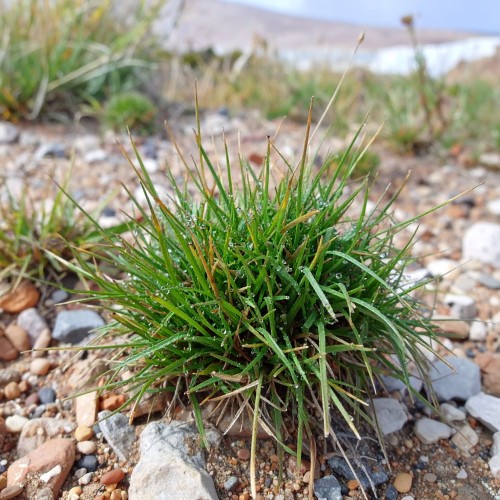sesleria-skalna-sesleria-caerulea-zielonapara-sadzonka-duza-zdrowa-trawa-ozdobna-niebieskozielone-kepy