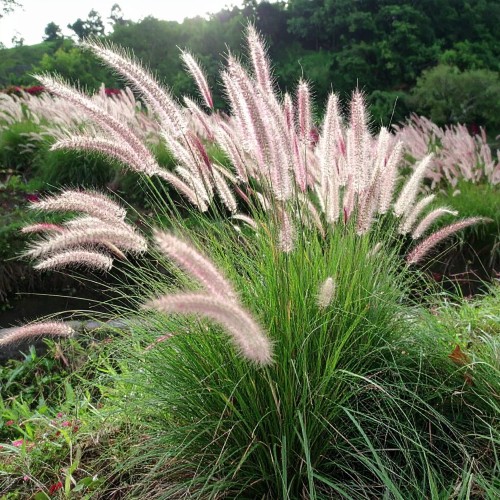 rozplenica-japonska-hameln-pennisetum-alopecuroides-hameln-sadzonka-zielona-para