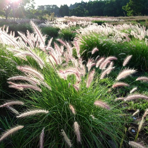 rozplenica-japonska-pennisetum-alopecuroides-zielonapara-sadzonka-duza-zdrowa-jasne-kwiatostany.jpg