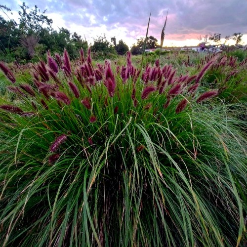 rozplenica-japonska-pennisetum-alopecuroides-zielonapara-sadzonka-duza-zdrowa.jpg