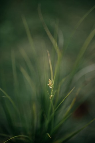 sesleria-srebrzysta-sesleria-nitida-zielonapara-sadzonka-duza-zdrowa-srebrzysto-zielone-kepy