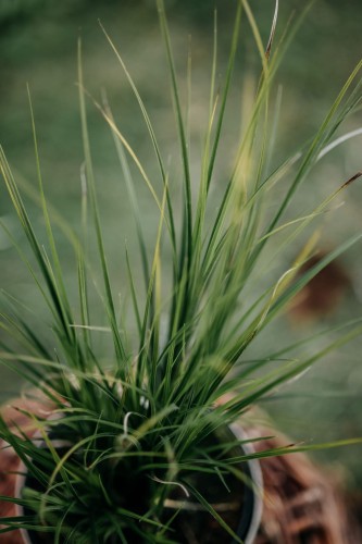 sesleria-srebrzysta-sesleria-nitida-zielonapara-sadzonka-duza-zdrowa-srebrzysto-zielone-kepy