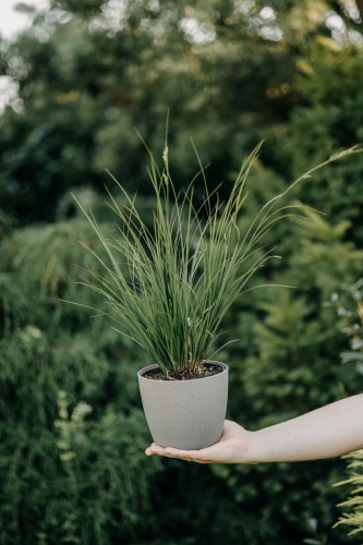 sesleria-tatrzanska-sesleria-tatrae-zielonapara-sadzonka-duza-zdrowa-trawa-ozdobna