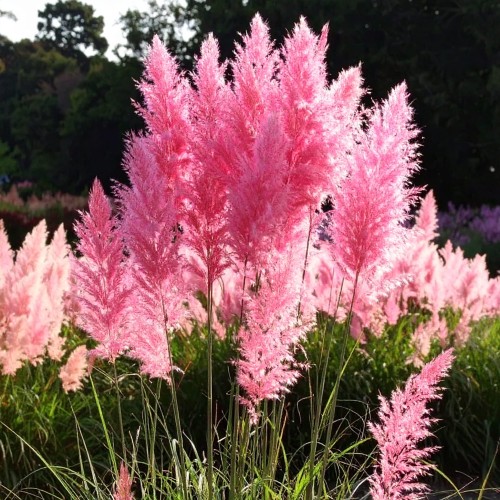 Trawa pampasowa Rosea P9