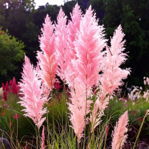 trawa-pampasowa-rosea-cortaderia-selloana-rozowe-kwiatostany-ozdobna-trawa-sadzonka-sadzonki-zielona-para-zielonapara