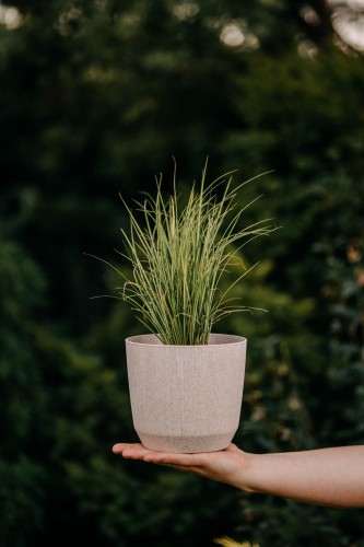 turzyca-zimozielona-dwukolorowa-Carex-evergold-dwukolorowa-zielonapara-zielona-para-sadzonka-0781.jpg