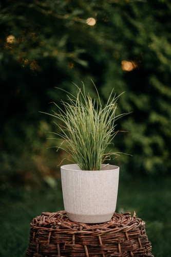 turzyca-zimozielona-dwukolorowa-Carex-evergold-dwukolorowa-zielonapara-zielona-para-sadzonka-0783.jpg