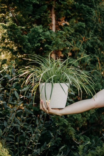 Kłosownica-leśna-Sadzonka-zielona-para-roślina-kwiat-2 — kopia.png